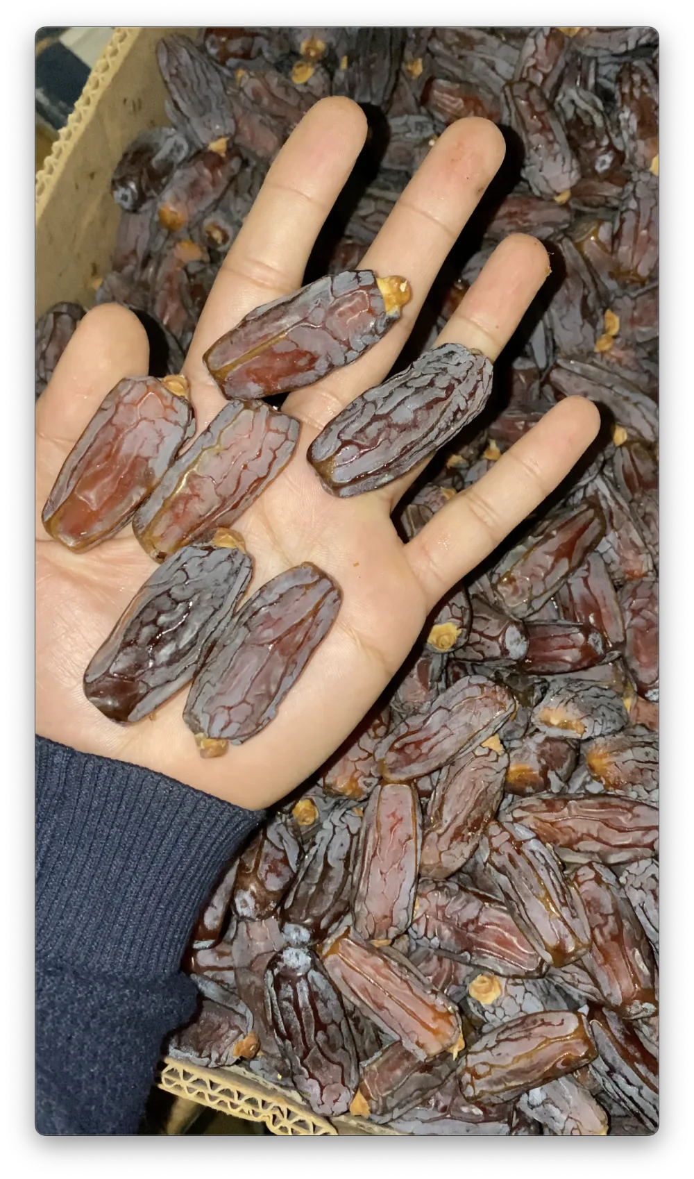 How to Store Mabroom Dates So They Last: A Guide for Semi-Dry Dates