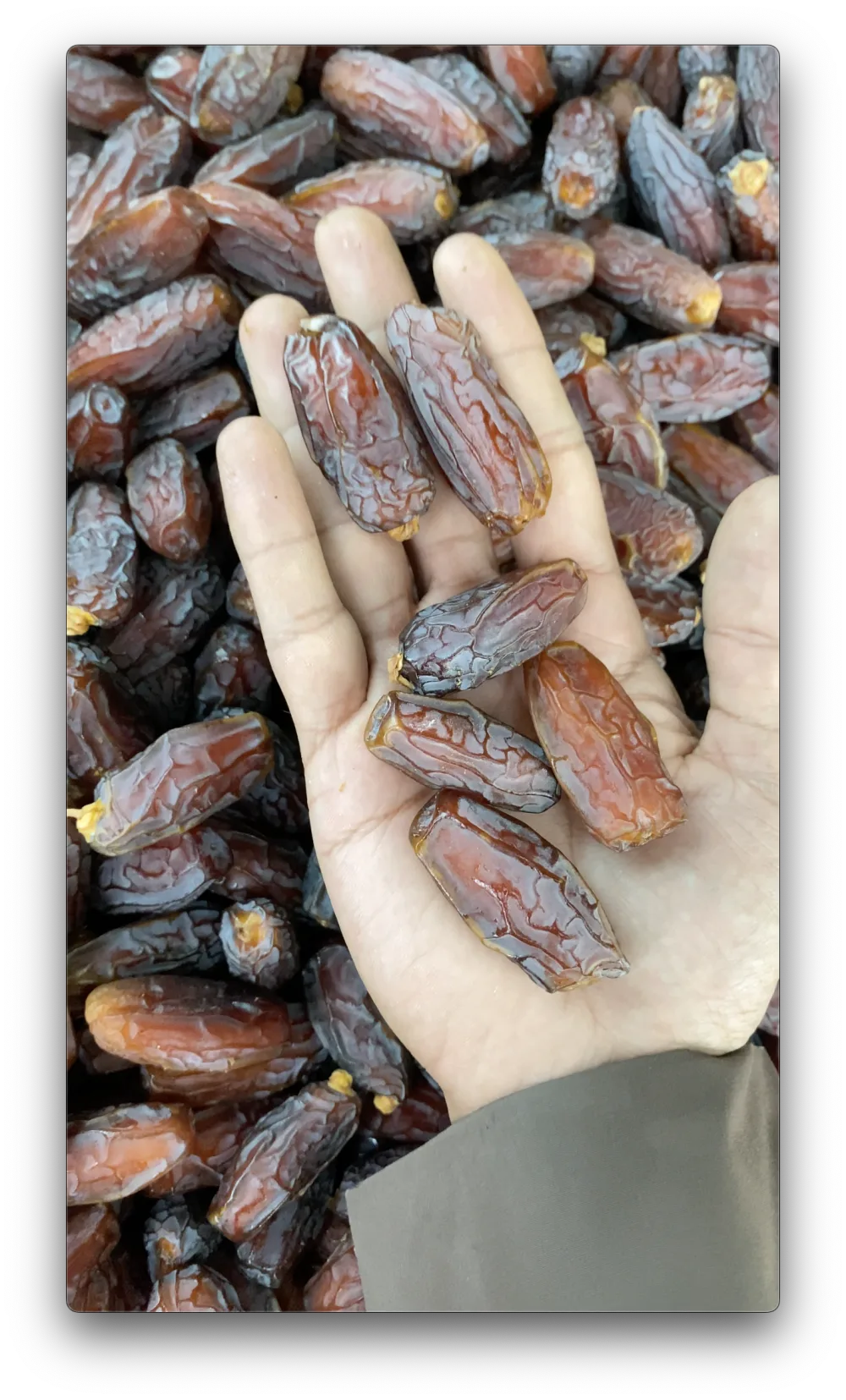 What Are Mabroom Dates? The Complete Guide to Madinah's Elegant Date
