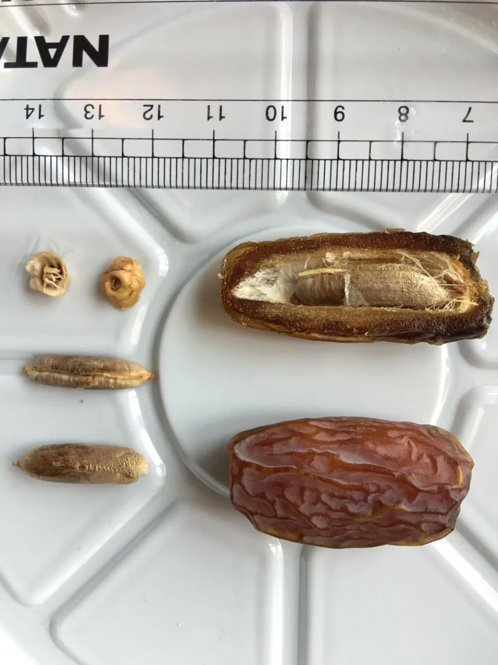 Authentic vs Doctored Mabroom Dates: How to Check the Real Thing Yourself