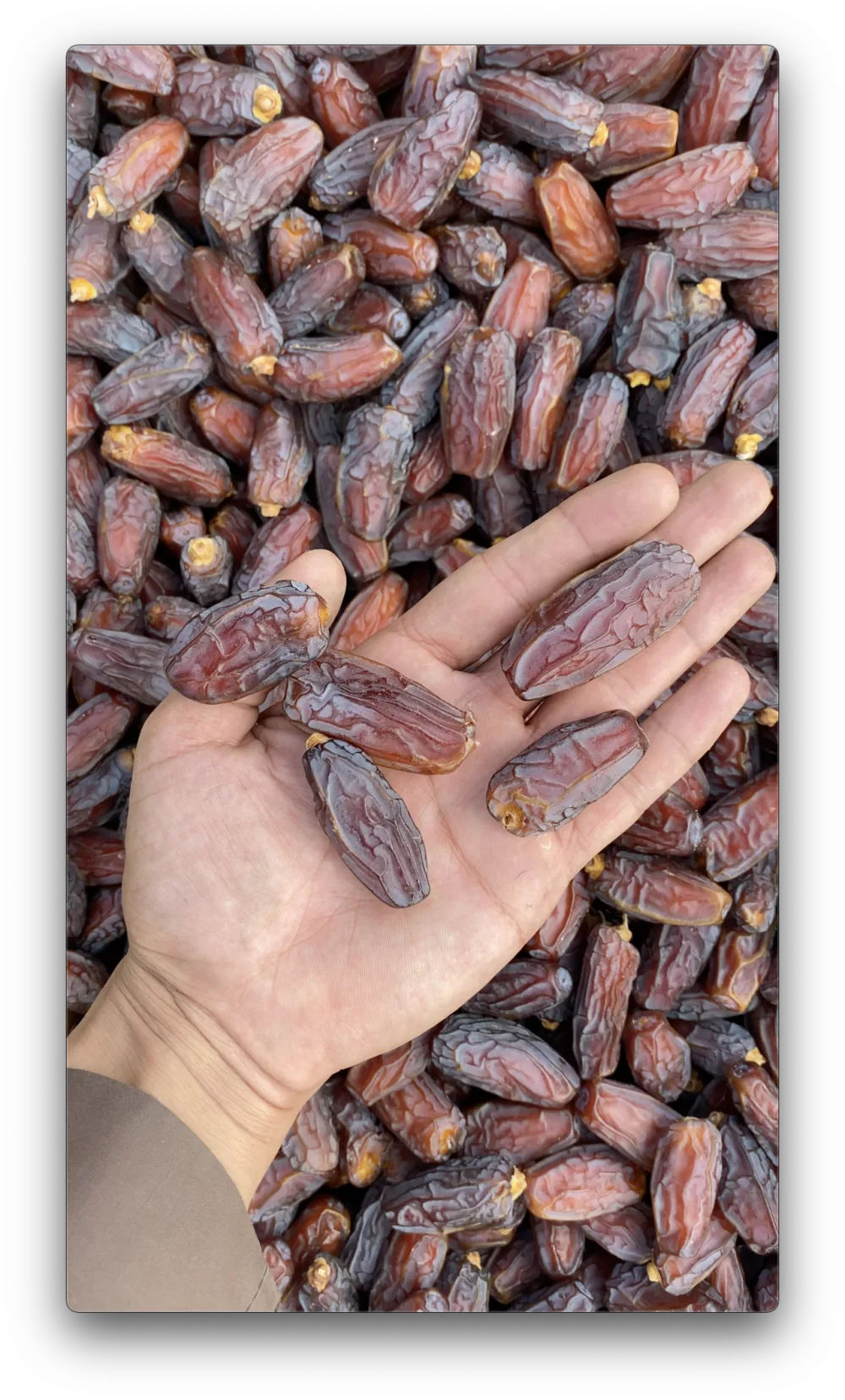 Mabroom Dates as Hajj Souvenirs & Hampers: The Elegant Date Worth Gifting