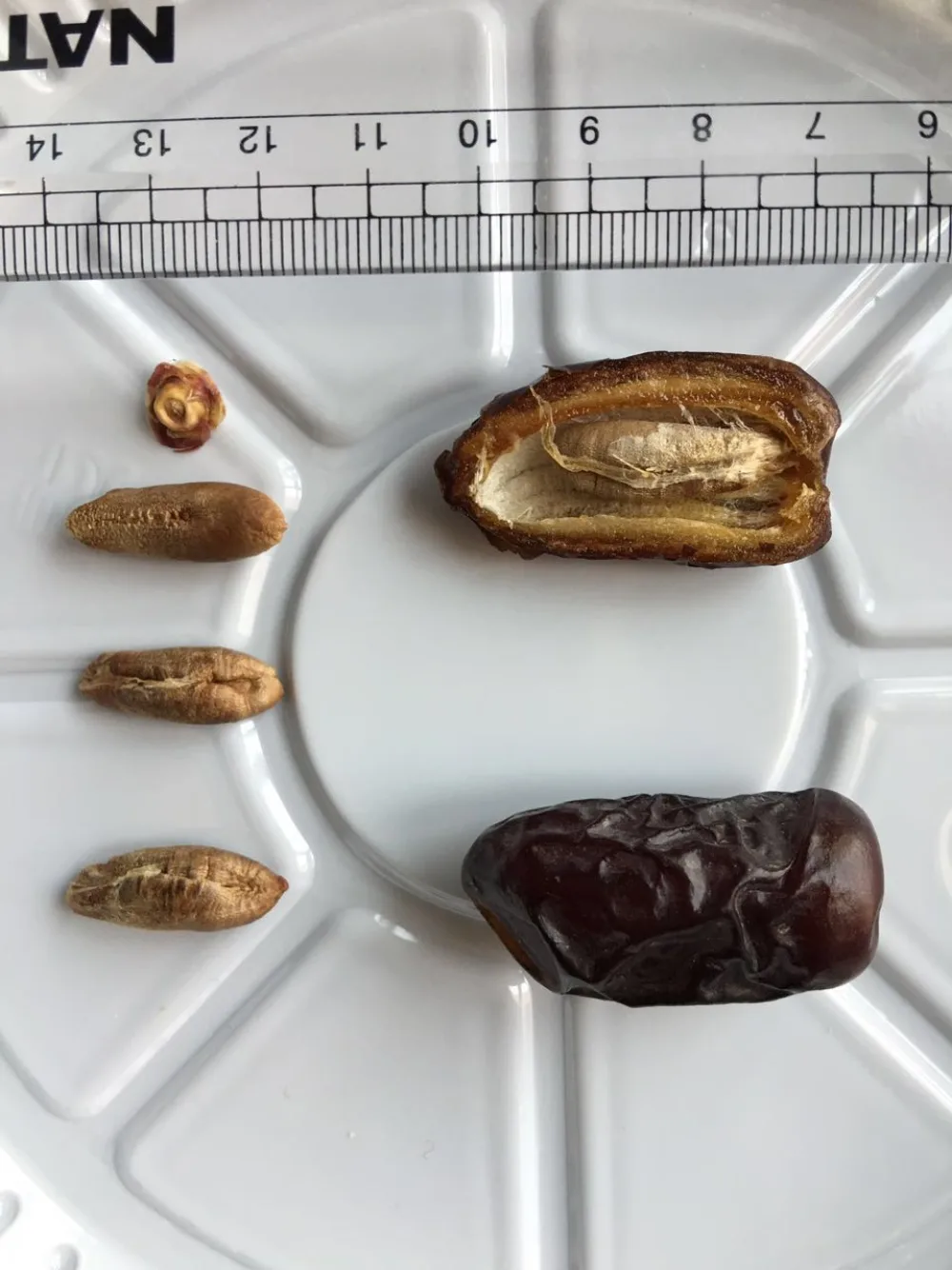 Kurma Mabroom vs Safawi vs Piarom: Membedah Tiga Kurma Gelap yang Sering Tertukar