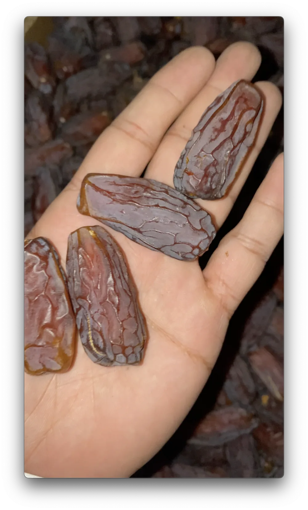 Mabroom Dates in Indonesia: Benefits, Nutrition, and Where to Buy in Jakarta