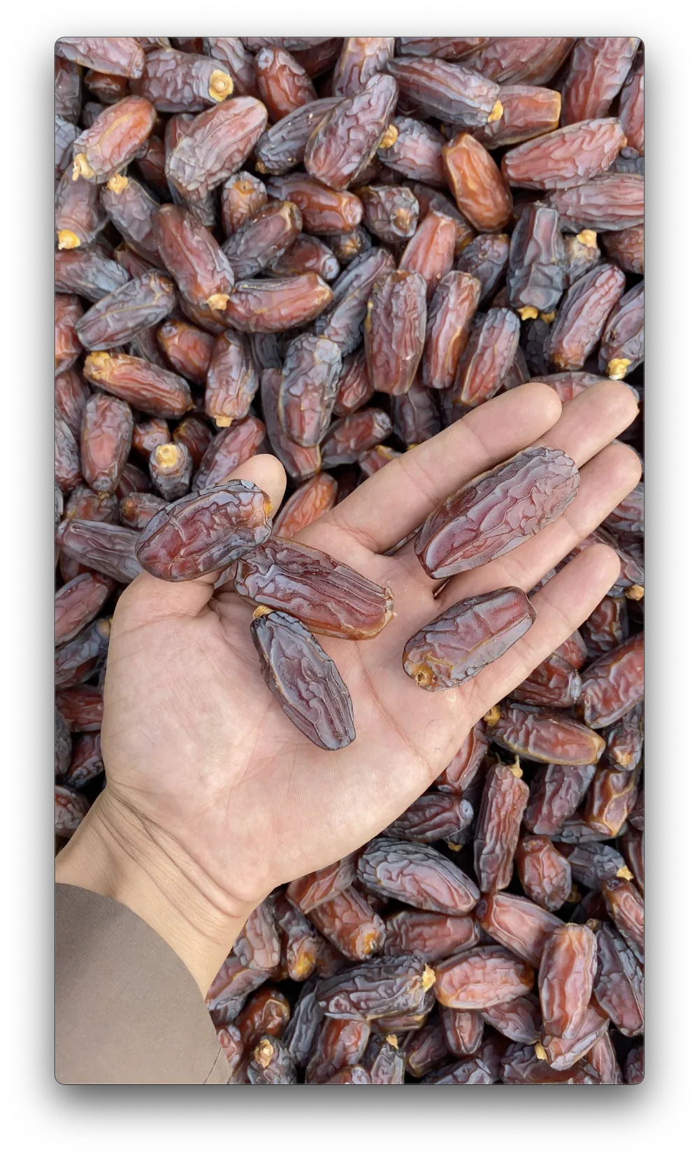 Mabroom Dates Benefits: Nutrition Facts, Calories, and What Research Says