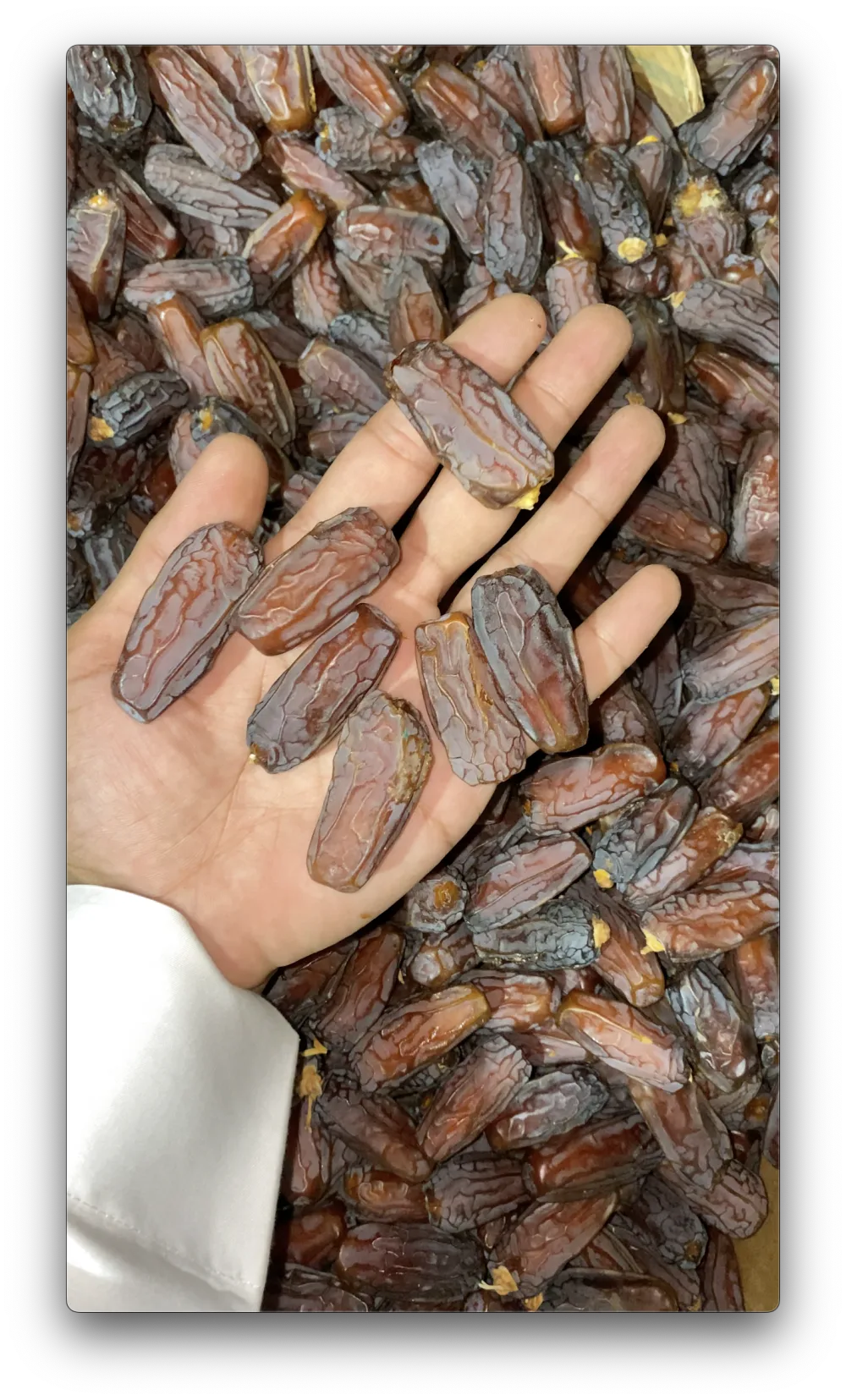 Grosir Kurma Mabroom Karton 5kg